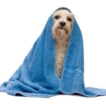 皮膚トラブルでお悩みのご愛犬のために