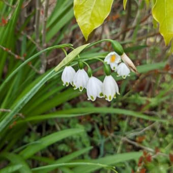 葛西・総合レクリエーション公園　いま咲いている花