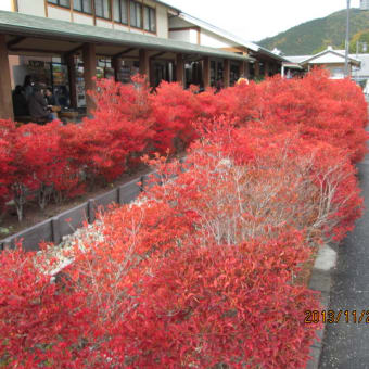 岐阜に来て「紅葉を」を　翌檜さんに案内されて‼