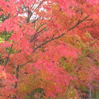 紅葉