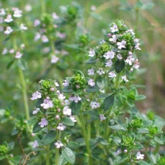 花？華？華やか！2