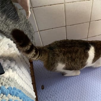 あらら