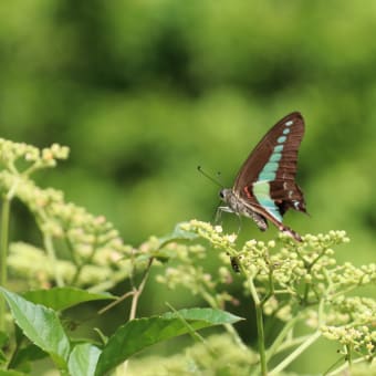 残暑著しい砧公園