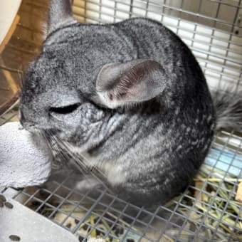 チンチラのいる生活