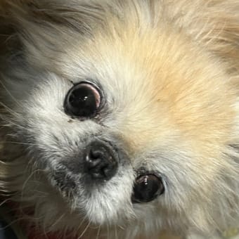 オムツ