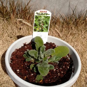 植え付け☆あじさい、ラムズイヤー
