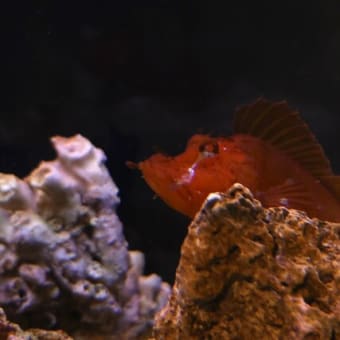 ナミダカサゴに会いに行こう！