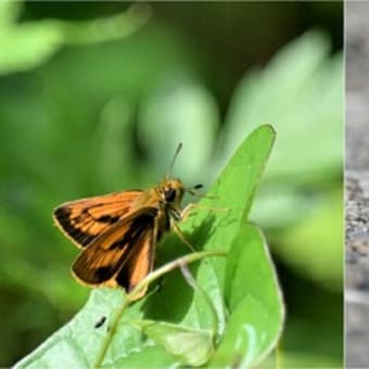 【雑記】（当面の）最新投稿はここに追加していきます