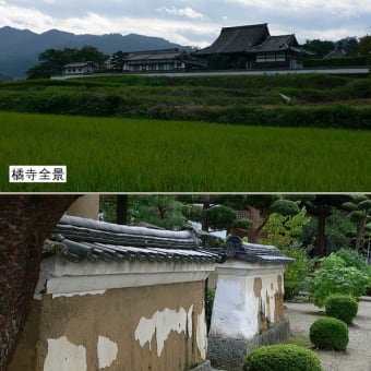 万葉アルバム（明日香）：橘寺