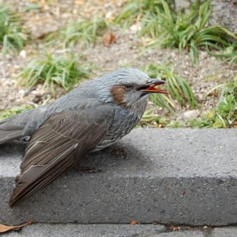 鳥が窓ガラスにぶつかる