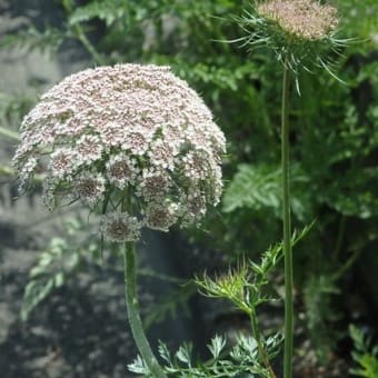 紫陽花と人参の花かフェンス際（仙波小学校裏）