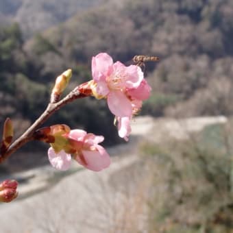 伊那小沢の桜の様子