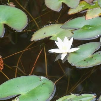 鯉が窪湿原の植物④