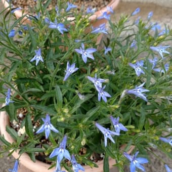 挿し芽・葉挿しで繋ごう