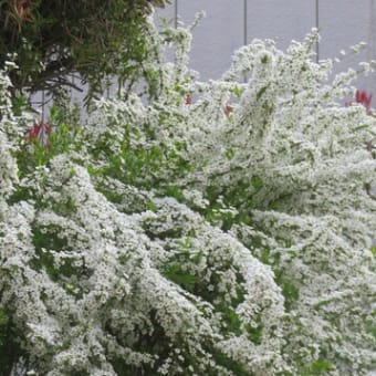 ３月の花②（自宅）
