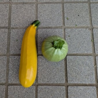 山芋と生姜の植え付け　18日