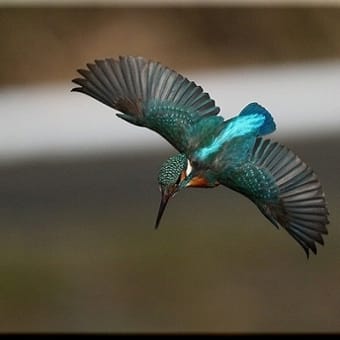 かわせみ　翡翠　知多半島東浦町の鳥　２～３月のベストショット　