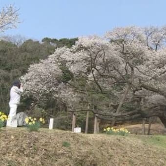 樹齢660年「三隅大平桜」・島根県　２０１９年０３月２９日