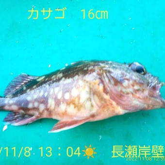 笑転爺の釣行記　11月８日☀　長瀬岸壁