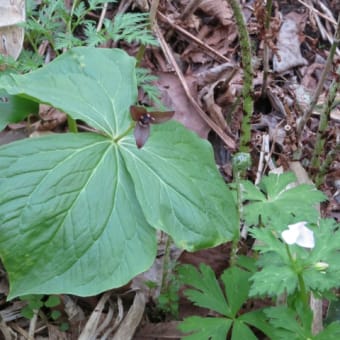 野幌森林公園散策