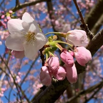 バンク─バーの桜