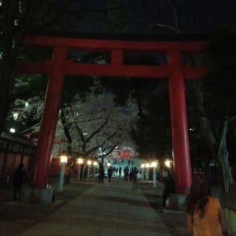 花園神社の夜桜