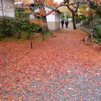 2011年12月3日（土）　二尊院