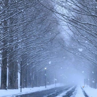 雪のメタセコイア並木