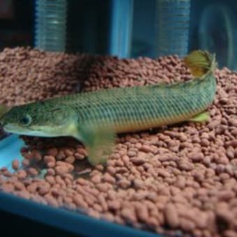 画像一覧 熱帯魚に癒され隊
