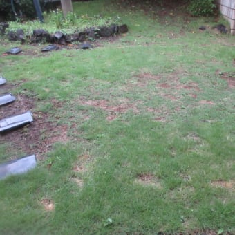 雨上がりの朝の芝生です、だいぶ芝生が再生して来ました