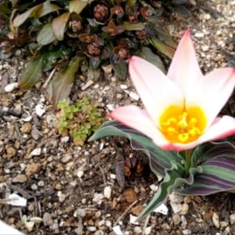 かわいいチューリップとか花壇を耕したりとか