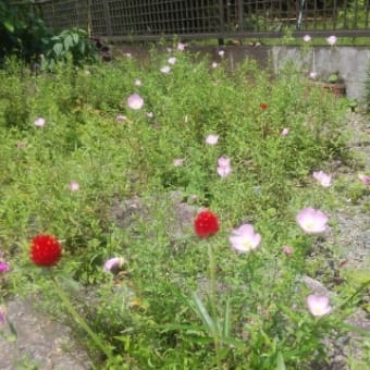 やっと、晴れ間が！