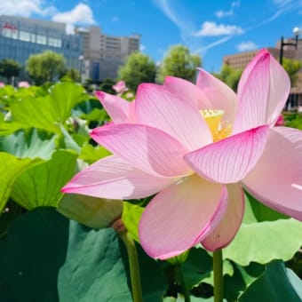 千秋公園の蓮