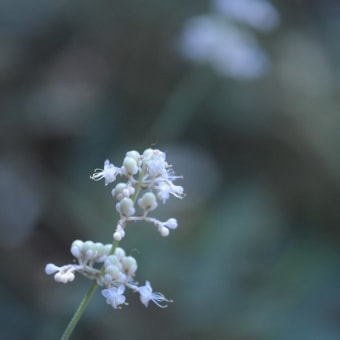 花の寺　高蔵寺