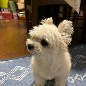 看板くま？　お客様を押しのけても、、、