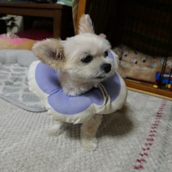 これは！　炎上案件だな　動物の餌発言