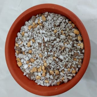 外は雪です☆おうちでセダムの植え替え