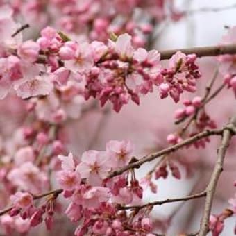 桜の開花状況