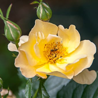 バラの開花が進行中