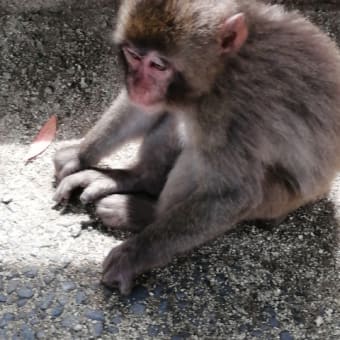 サンフラワーの旅  10  別府　高崎山のおさるさん