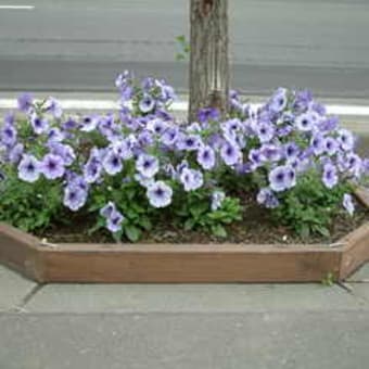 花壇の花の種類 花壇づくり 花壇の花の種類 花壇づくり