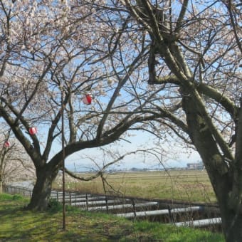 今日もお花見日和でした