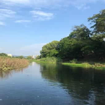 上江津湖（熊本市中央区）にてフライフィッシング 