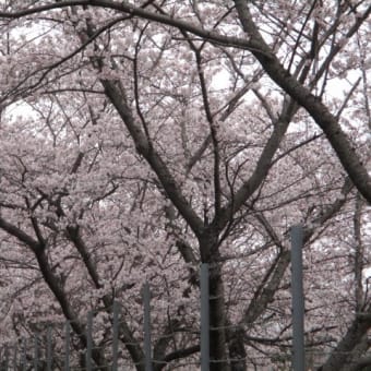桜満開となる　