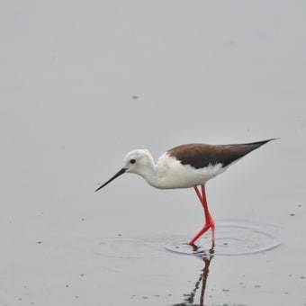 もうすぐ梅雨！？　ミニ探鳥会開催！