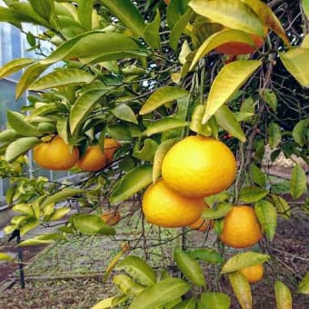 星薬科大学薬用植物園