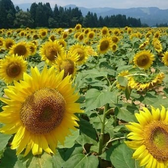 暑中お見舞い申し上げます