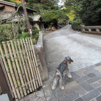 宇津ノ谷峠　（蔦の細道）～明治のトンネル 