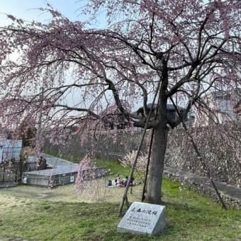 枝分かれした三春の滝桜/羽村市