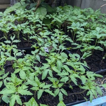 地植え待ち状態